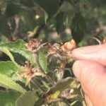 Így ismerhető fel a fagykár a gyümölcsfákon