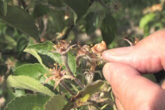 Így ismerhető fel a fagykár a gyümölcsfákon