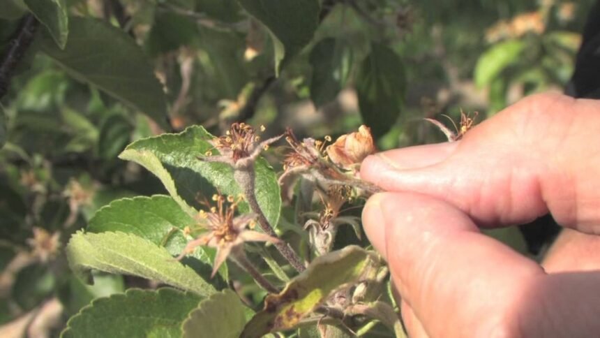 Így ismerhető fel a fagykár a gyümölcsfákon