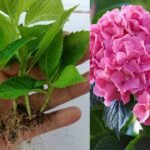 Így szaporíthatod otthon, házilag, egyszerűen a hortenziát