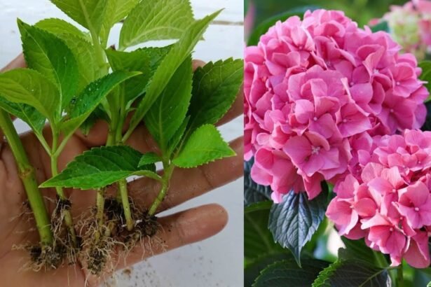 Így szaporíthatod otthon, házilag, egyszerűen a hortenziát