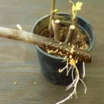 Így tudod gyökereztetni a fügét lépésről lépésre egyszerűen, házilag