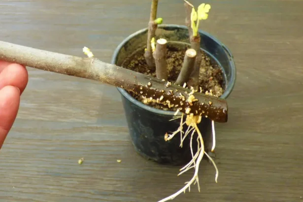 Így tudod gyökereztetni a fügét lépésről lépésre egyszerűen, házilag