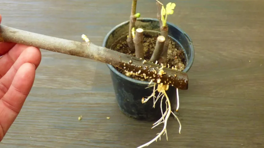 Így tudod gyökereztetni a fügét lépésről lépésre egyszerűen, házilag