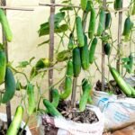 Kevés a hely a kertben? Ezeket a futó zöldségeket ültesd!