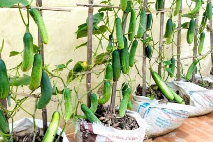 Kevés a hely a kertben? Ezeket a futó zöldségeket ültesd!