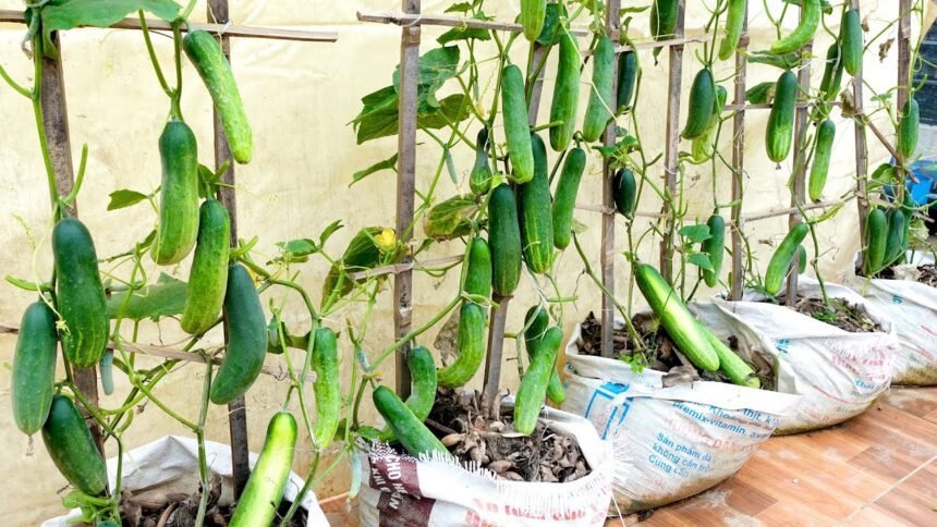 Kevés a hely a kertben? Ezeket a futó zöldségeket ültesd!