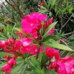 Mikor kerüljön ki a leander? Így kerülheted el a tavaszi károkat