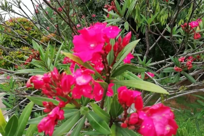 Mikor kerüljön ki a leander? Így kerülheted el a tavaszi károkat