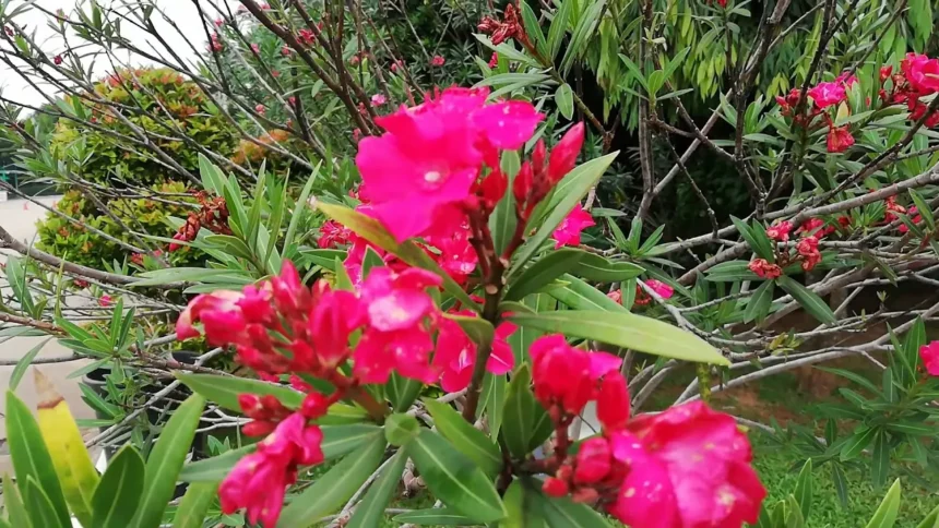 Mikor kerüljön ki a leander? Így kerülheted el a tavaszi károkat