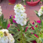 Nyári viola (Matthiola incana) gondozása, szaporítása