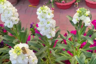 Nyári viola (Matthiola incana) gondozása, szaporítása