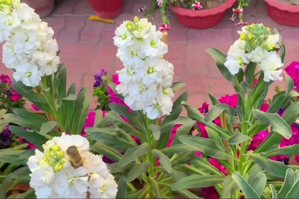 Nyári viola (Matthiola incana) gondozása, szaporítása