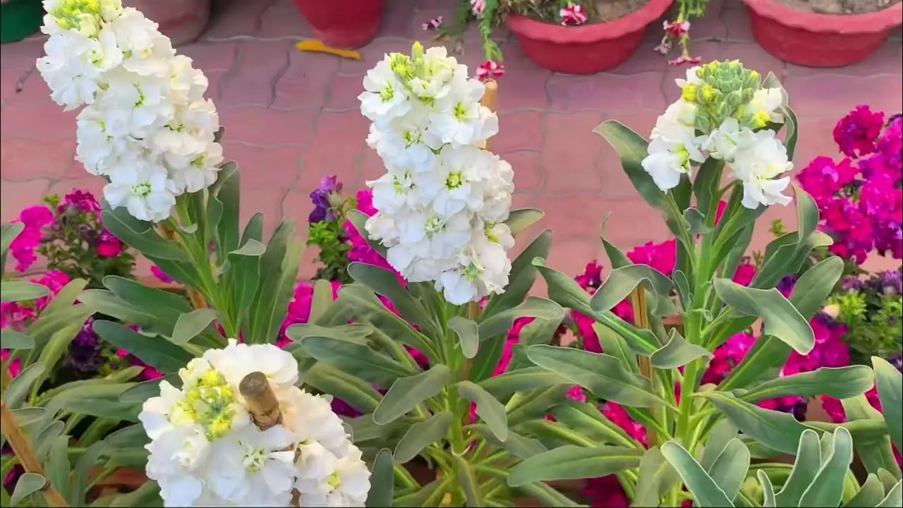Nyári viola (Matthiola incana) gondozása, szaporítása