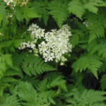 Őseink az életerő szimbólumaként tartották számon ezt a növényt, a magyarok viszont egyáltalán nem ismerik