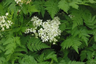 Őseink az életerő szimbólumaként tartották számon ezt a növényt, a magyarok viszont egyáltalán nem ismerik