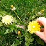 Tavasszal tele van a természet „ingyen kajával” – mégsem szedik a magyarok