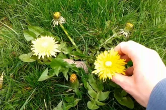 Tavasszal tele van a természet „ingyen kajával” – mégsem szedik a magyarok