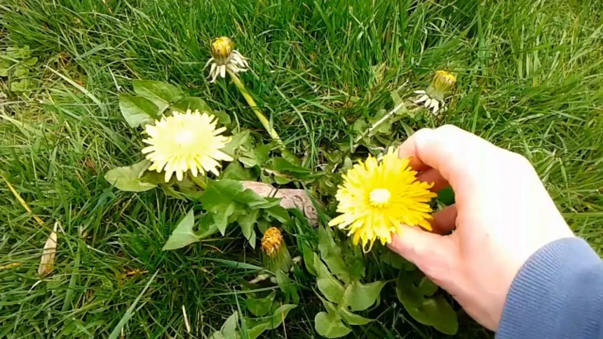 Tavasszal tele van a természet „ingyen kajával” – mégsem szedik a magyarok