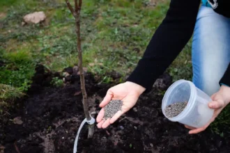 Ez a legjobb trágya az almafák számára. Egy forintodba se fog kerülni, és rengeteg gyümölcsöt fog teremni