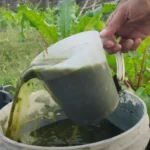 Toronymagasan ez a legerősebb és legolcsóbb természetes műtrágya és rovarirtó, de csak nagyon kevesen ismerik