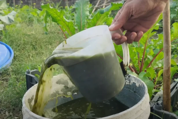 Toronymagasan ez a legerősebb és legolcsóbb természetes műtrágya és rovarirtó, de csak nagyon kevesen ismerik