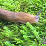 Meglepő, de működik: ettől a csodaszertől eltűnnek a meztelencsigák a kertedből