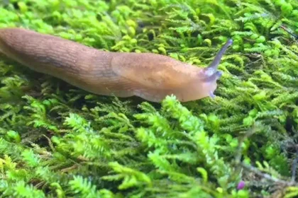Meglepő, de működik: ettől a csodaszertől eltűnnek a meztelencsigák a kertedből
