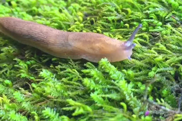 Meglepő, de működik: ettől a csodaszertől eltűnnek a meztelencsigák a kertedből