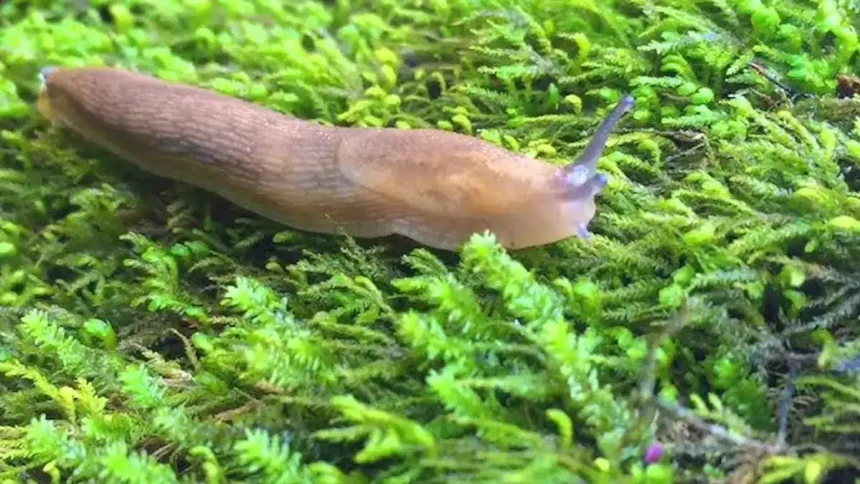 Meglepő, de működik: ettől a csodaszertől eltűnnek a meztelencsigák a kertedből