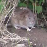 Ezt az egyszerű növényt ültesd be, és sírva menekül majd az egerek a kertedből