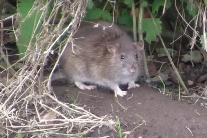 Ezt az egyszerű növényt ültesd be, és sírva menekül majd az egerek a kertedből