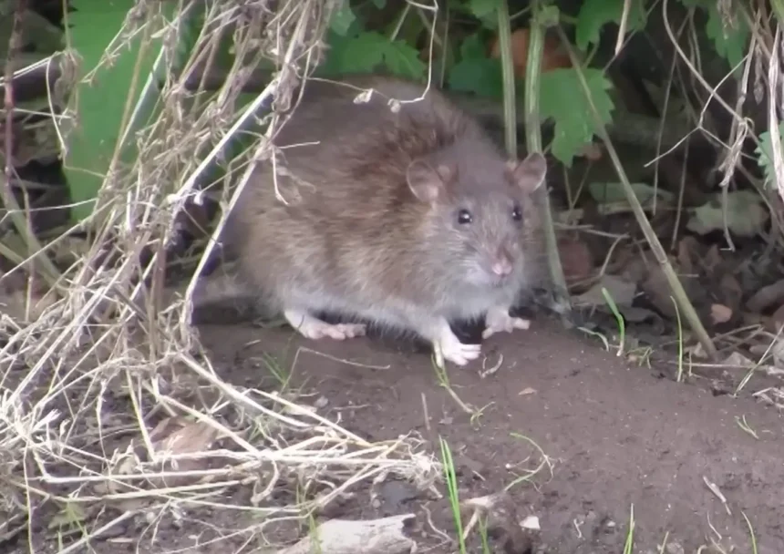 Ezt az egyszerű növényt ültesd be, és sírva menekül majd az egerek a kertedből