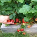 Csak egy evőkanálnyi minden növény alá és olyan bőséges epertermésed lesz, mint még soha!