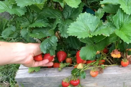 Csak egy evőkanálnyi minden növény alá és olyan bőséges epertermésed lesz, mint még soha!