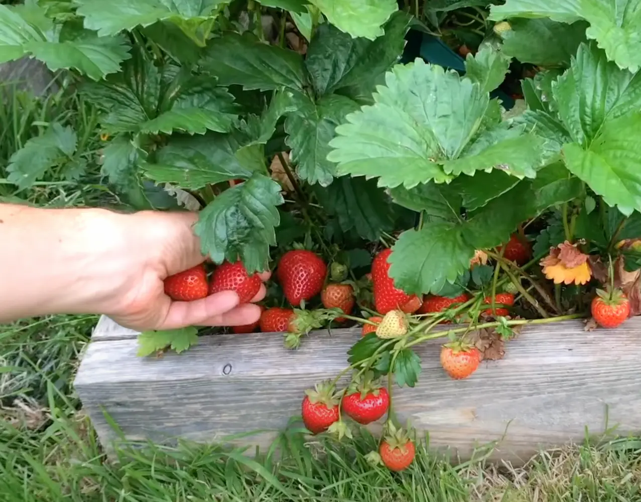 Csak egy evőkanálnyi minden növény alá és olyan bőséges epertermésed lesz, mint még soha!