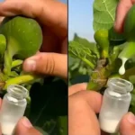 A füge nedve szó szerint aranyat ér – mégis kevesen ismerik!