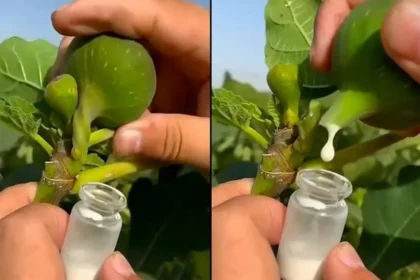 A füge nedve szó szerint aranyat ér – mégis kevesen ismerik!