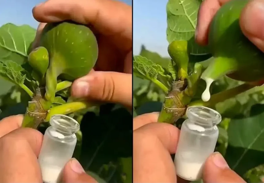 A füge nedve szó szerint aranyat ér – mégis kevesen ismerik!