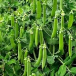 Kétszer annyi borsó, feleannyi munkával! Ezzel a módszerrel te is sikerrel jársz