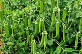 Kétszer annyi borsó, feleannyi munkával! Ezzel a módszerrel te is sikerrel jársz