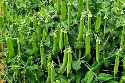 Kétszer annyi borsó, feleannyi munkával! Ezzel a módszerrel te is sikerrel jársz