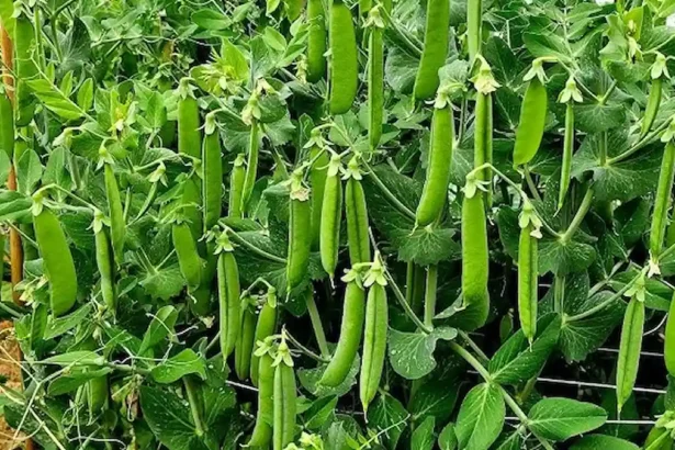 Kétszer annyi borsó, feleannyi munkával! Ezzel a módszerrel te is sikerrel jársz