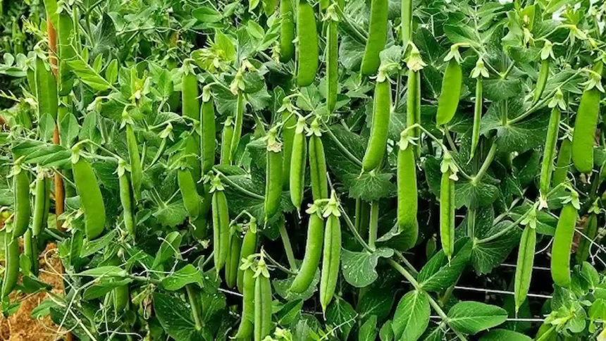 Kétszer annyi borsó, feleannyi munkával! Ezzel a módszerrel te is sikerrel jársz