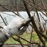 Sokan most rontják el: ezt a 3 gyümölcsfát tilos ilyenkor metszeni