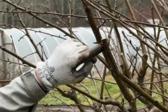 Sokan most rontják el: ezt a 3 gyümölcsfát tilos ilyenkor metszeni