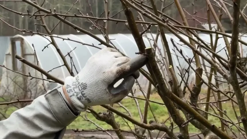 Sokan most rontják el: ezt a 3 gyümölcsfát tilos ilyenkor metszeni