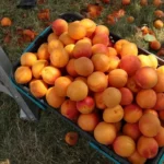 Készítsd fel a kajszibarackfát a tavaszi fagyokra: Így lesz sikeres a termés!