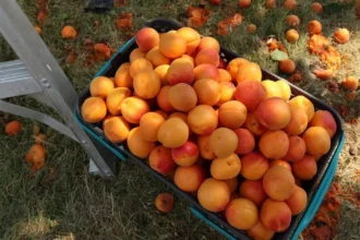 Készítsd fel a kajszibarackfát a tavaszi fagyokra: Így lesz sikeres a termés!