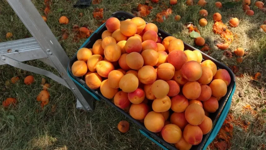 Készítsd fel a kajszibarackfát a tavaszi fagyokra: Így lesz sikeres a termés!